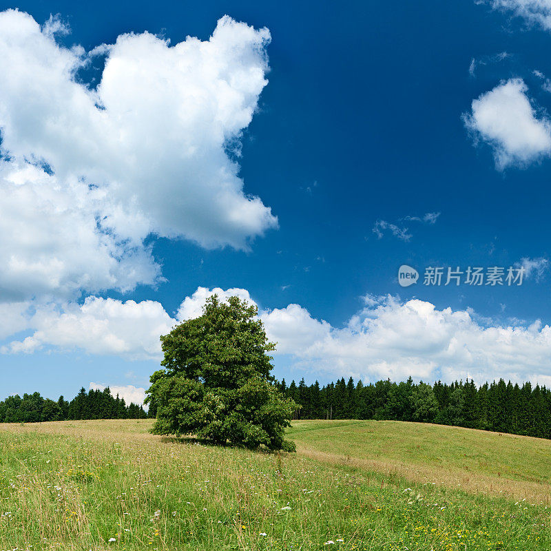 全景春天景观47MPix XXXXL大小-高地，蓝天